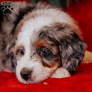 Wesley, Mini Bernedoodle Puppy